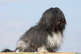 PETIT CHIEN LION 144